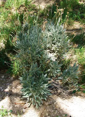 Parthenium argentatum 83154572