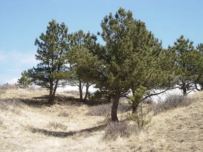 Curt Gowdy State Park (2426390592)