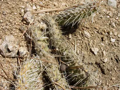 Curt Gowdy State Park (2425578517)