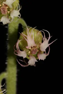 Tellima grandiflora 4967f