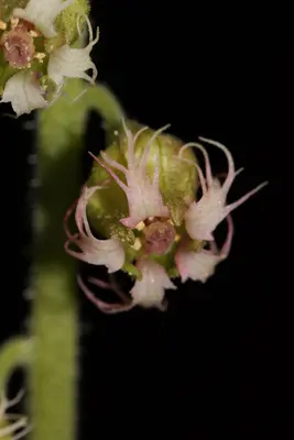 Tellima grandiflora 4967