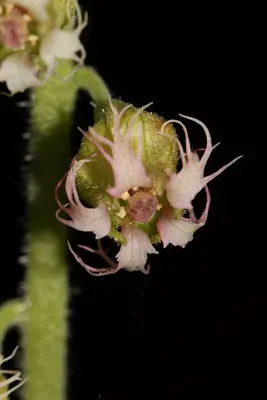 Tellima grandiflora 4968