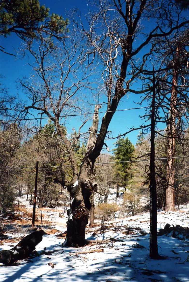 Photo of Cleveland National Forest