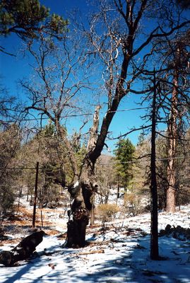 Cibbets Flat Campground