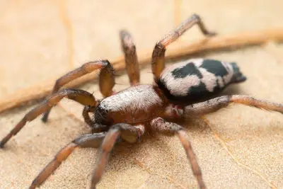 Sergiolus montanus, gnaphosid spider (50170653833)