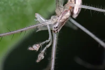 Recently molted male long-jawed spider (Tetragnatha)