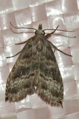 Phobolosia anfracta 9071712