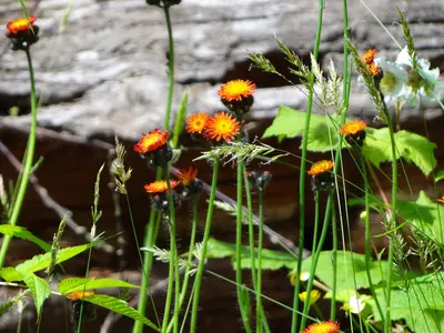 Jones lake - panoramio (6)