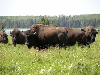 Wasagaming Campground