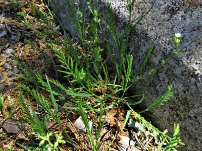 Catapodium rigidum 212595245