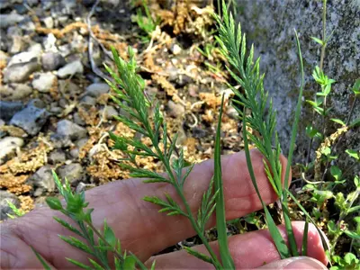 Catapodium rigidum 212595238