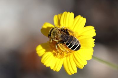 Hesperapis oraria 236042042