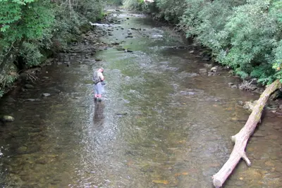Davidson River