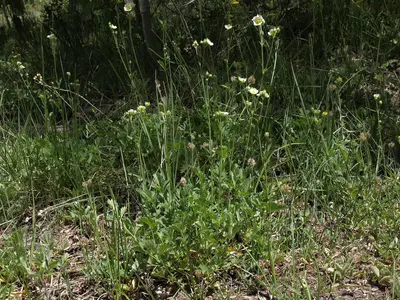 Sierra Nevada woodbeauty, Drymocallis lactea var. lactea (18586570202)
