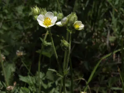 Sierra Nevada woodbeauty, Drymocallis lactea var. lactea (18403408680)