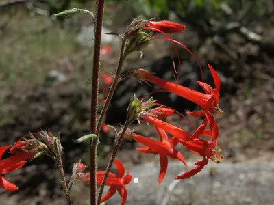 Skyrocket, Ipomopsis aggregata ssp. aggregata (18586558922)