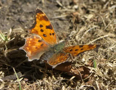 Polygonia comma P1560261a