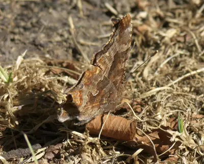 Polygonia comma P1560263a