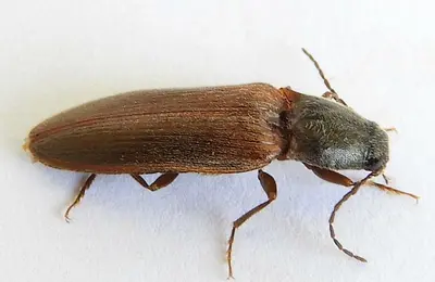 Hemicrepidius soccifer
