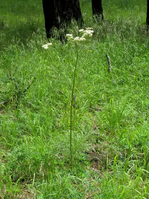 Psacalium decompositum