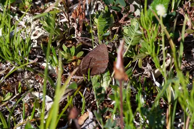 Erebia lafontainei (Reddish Alpine)