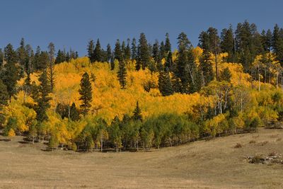 Jacob Lake Group Campground & Picnic Site