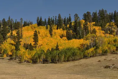 Jacob Lake Group Campground & Picnic Site