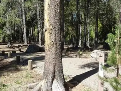 Jackass Meadow