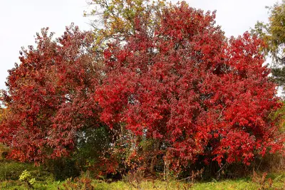 Fall Colors Inks Lake State Park Texas 2023
