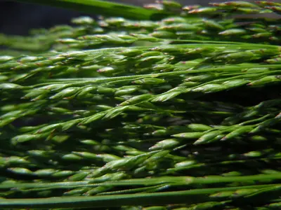 Poa palustris (6134897454)