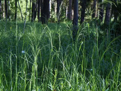 Poa palustris (6134892432)