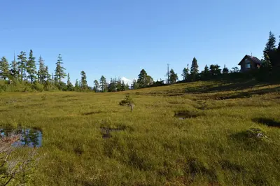 Muskeg behind the cabin