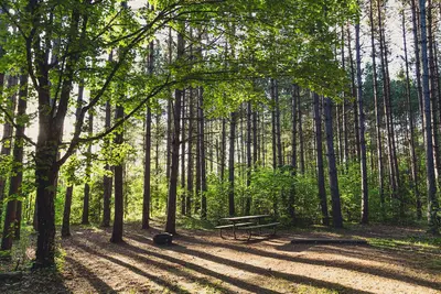 Campground at Savanna Portage State Park, Minnesota (35138676576)