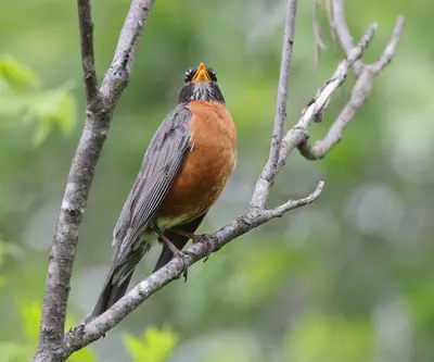 Turdus migratorius PP 06