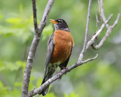 Turdus migratorius PP 07
