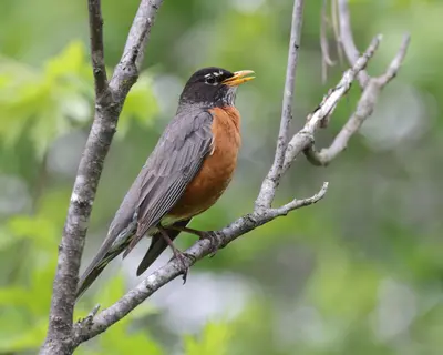 Turdus migratorius PP 05