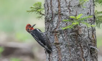 Red-breasted Sapsucker (53032901073)