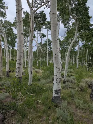 Pando 1
