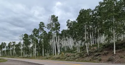 Pando 2