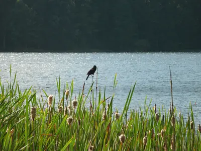 Bird on a Cattail - panoramio