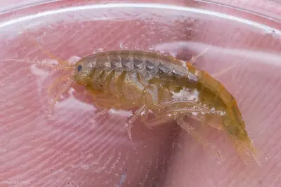 Gammarus lacustris 2273543