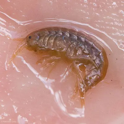 Gammarus lacustris 2273492