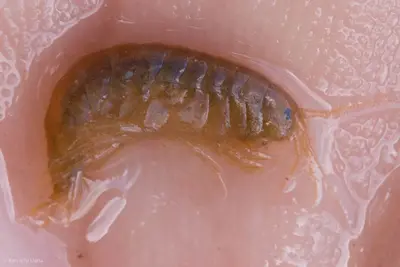 Gammarus lacustris 2273541