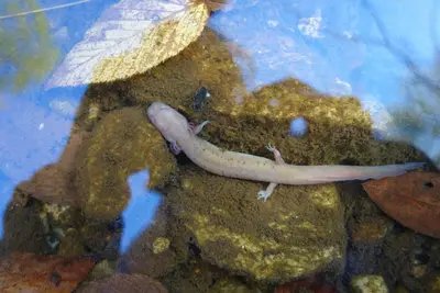 Gyrinophilus porphyriticus 54410761