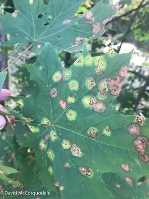 Rhytisma acerinum 150977673
