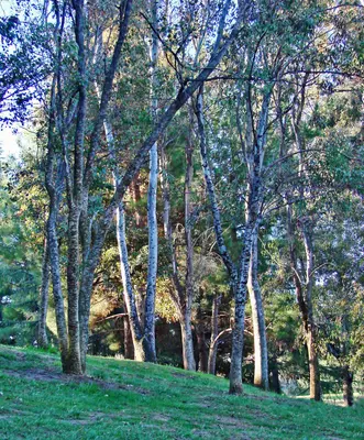 AwakeningTrees, Yucaipa, CA 3-13 (14922648818)