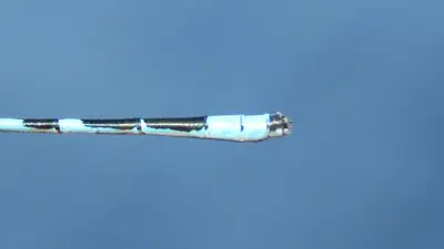 Enallagma hageni 43864040