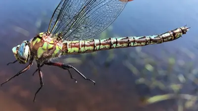 Nasiaeschna pentacantha 43824167