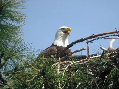 Bald Eagle - Flickr - GregTheBusker (5)