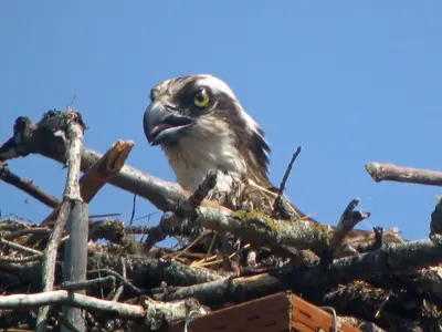 Osprey - Flickr - GregTheBusker (1)